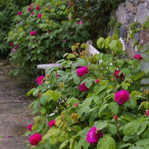 Rosa 'Rose de Resht' (damascena)