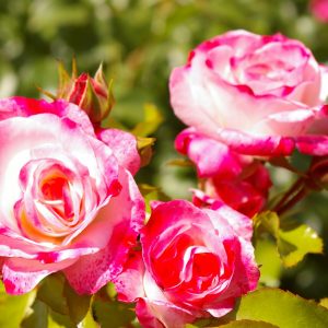 Rosa 'Rosenstadt Freising' ®