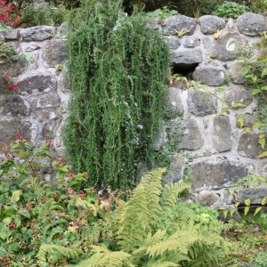 Salvia rosmarinus 'Prostatus' (Syn Rosmarinus)