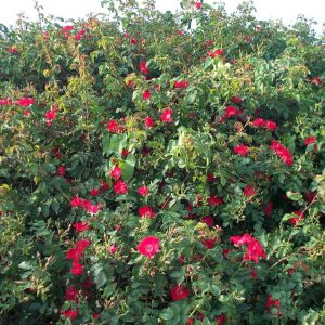 Rosa 'Rote Max Graf' ®