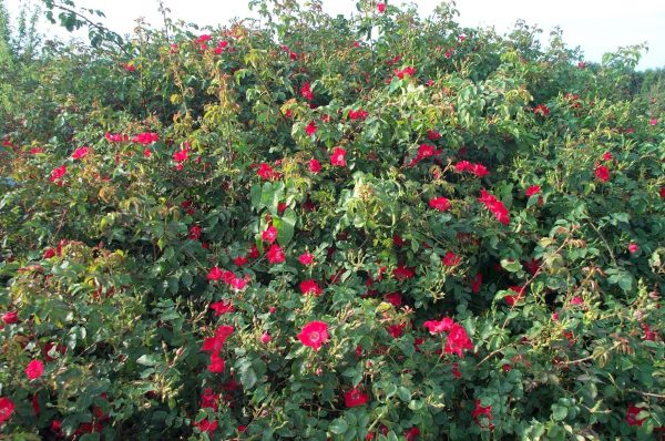 Rosa 'Rote Max Graf' ®