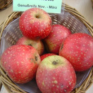 Apfel 'Rote Sternrenette'