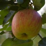 Apfel 'Roter Berlepsch'