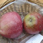 Apfel 'Roter Eiserapfel'