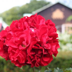 Rosa 'Roter Korsar' ®