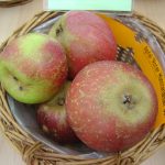 Apfel 'Roter Münsterländer'