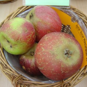 Apfel 'Roter Münsterländer'