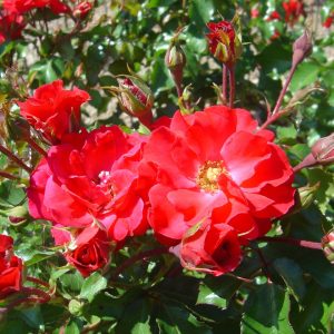 Rosa 'Rotilia' ®