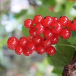 Johannisbeere 'Rovada'