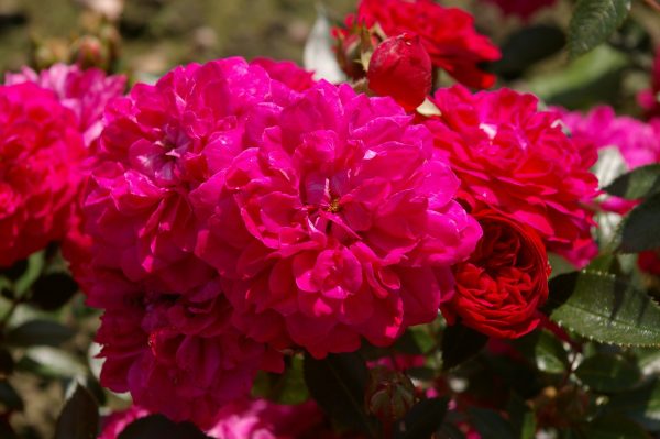 Rosa 'Roxy' ®