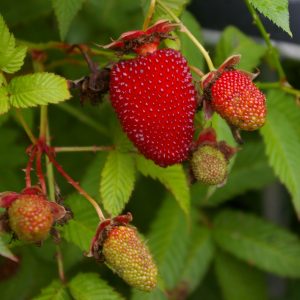 Rubus illecebrosus