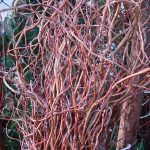 Salix matsudana 'Tortuosa'