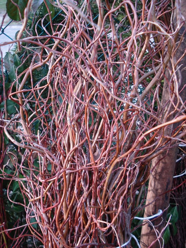 Salix matsudana 'Tortuosa'