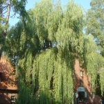 Salix alba 'Tristis'