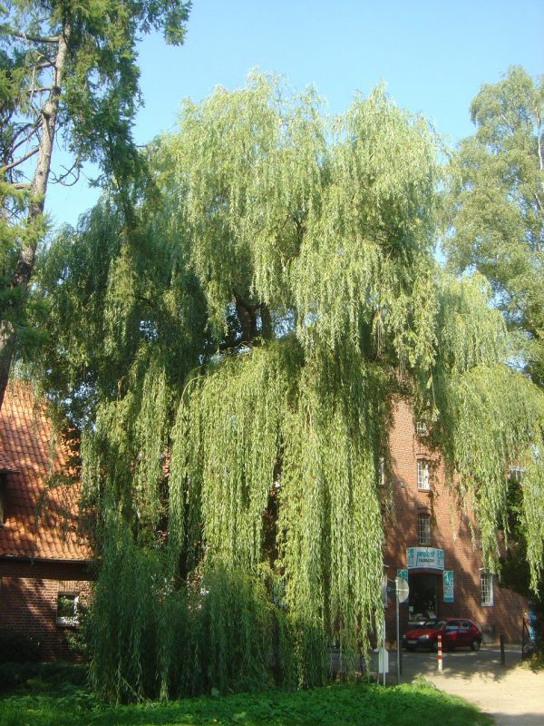 Salix alba 'Tristis'