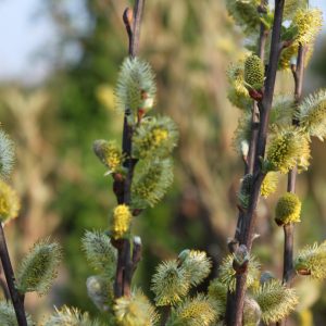 Salix aurita