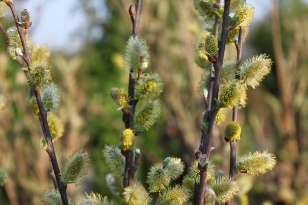 Salix aurita