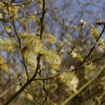 Salix caprea