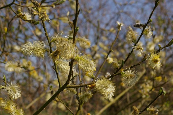 Salix caprea