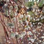Salix caprea "Pendula"