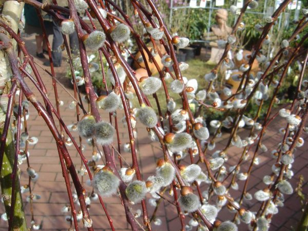 Salix caprea "Pendula"