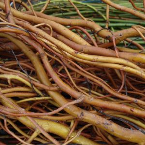 Salix erythroflexuosa