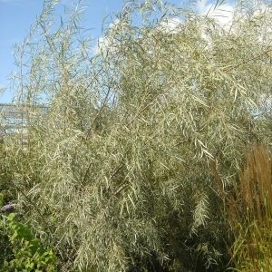 Salix exigua