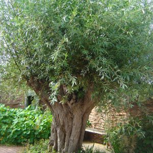 Salix alba