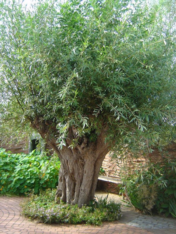Salix alba