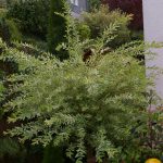 Salix integra "Hakuro Nishiki"