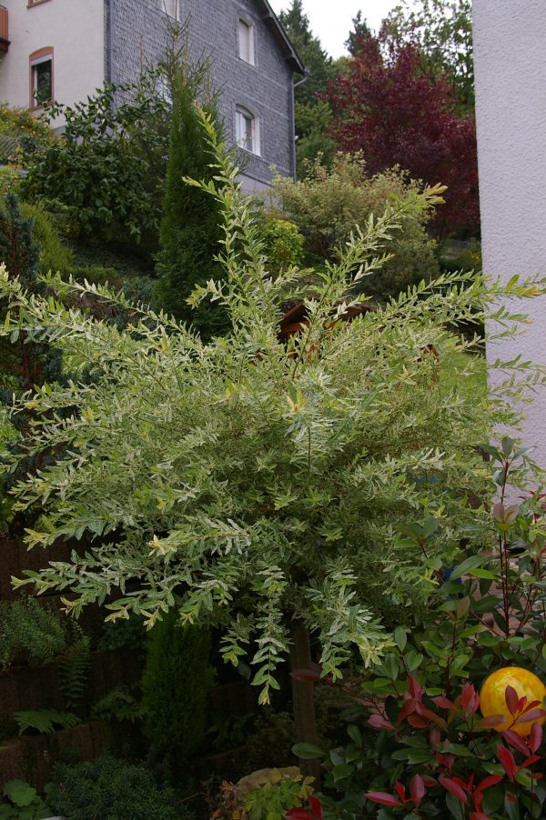 Salix integra "Hakuro Nishiki"