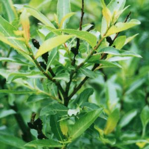 Salix melanostachys