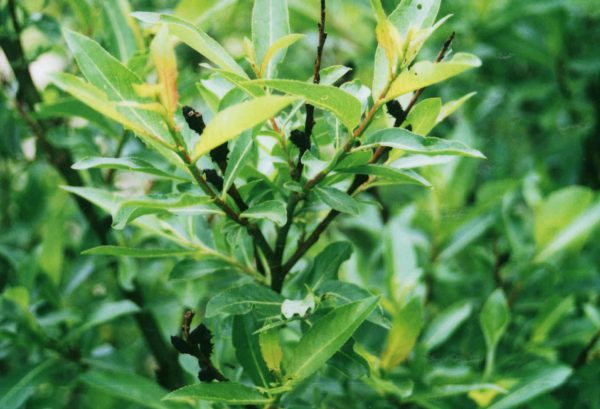 Salix melanostachys