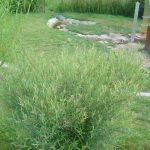 Salix purpurea "Nana"