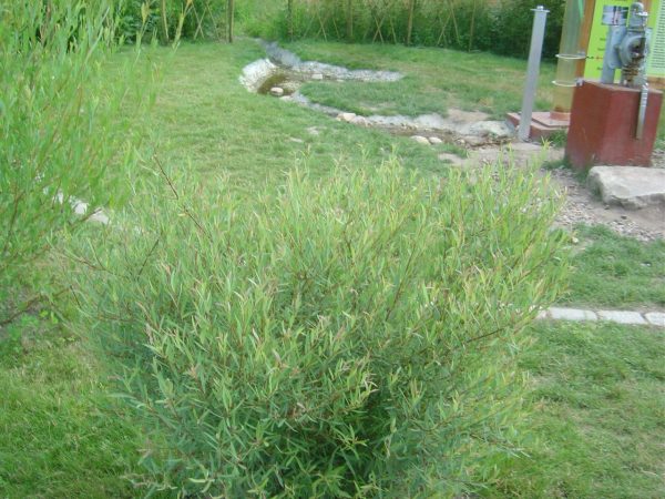 Salix purpurea "Nana"
