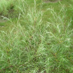 Salix rosmarinifolia