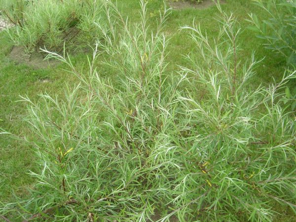 Salix rosmarinifolia