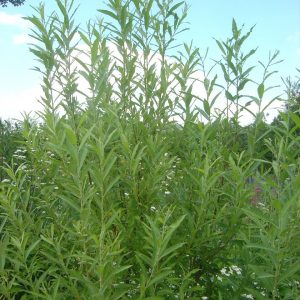 Salix x smithiana