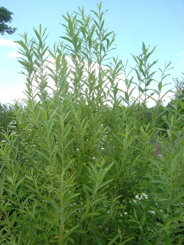Salix x smithiana