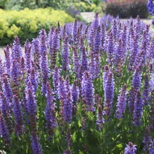 Salvia nemorosa 'Blauhügel'