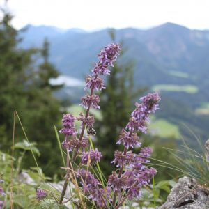 Salvia verticillata