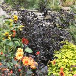 Sambucus nigra BLACK BEAUTY ® ('Gerda'