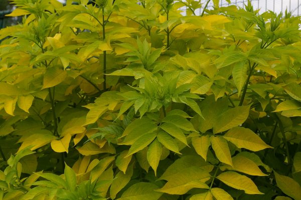 Sambucus canadensis "Aurea"
