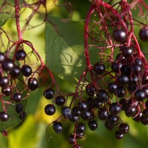 Sambucus nigra