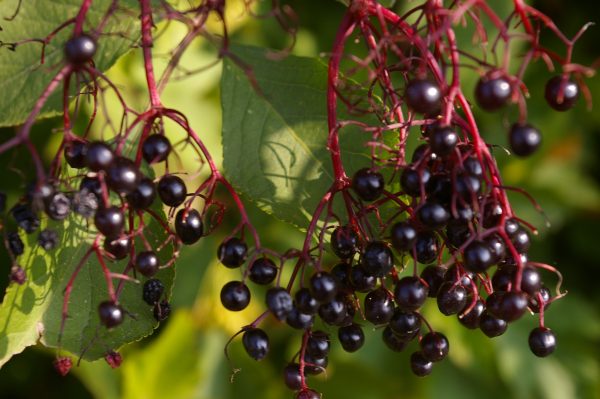Sambucus nigra