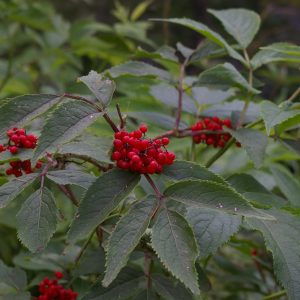 Sambucus racemosa