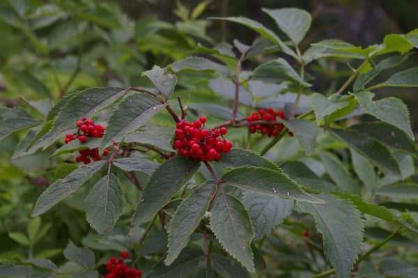 Sambucus racemosa