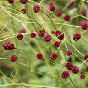 Sanguisorba minor