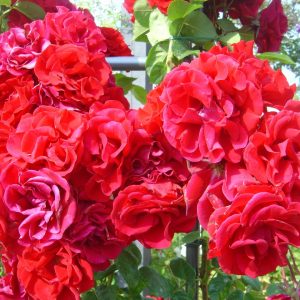 Rosa 'Santana' ®