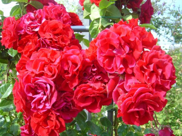 Rosa 'Santana' ®